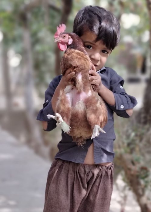 boy holding a chicken